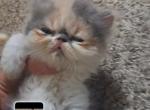 Spicy - Persian Kitten For Sale - Sumner&comma; WA&comma; US