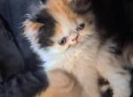 Jelly Bean - Persian Kitten For Sale - Sumner&comma; WA&comma; US