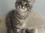 Skippy - Siberian Kitten For Sale - Hingham&comma; MA&comma; US