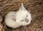 Berry - Siamese Kitten For Sale - CA&comma; US