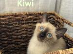 Kiwi - Siamese Kitten For Sale - CA&comma; US