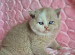 Gummy - British Shorthair Kitten For Sale - Norwalk&comma; CT&comma; US