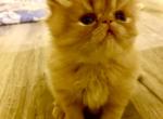 Pikachu Peke FaceRed Male  Persian - Persian Kitten For Sale - Sylacauga&comma; AL&comma; US