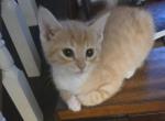 Half Siamese ready now - Domestic Kitten For Sale - 