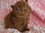 Gucci - British Shorthair Kitten For Sale - Pembroke Pines&comma; FL&comma; US
