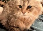 Rue - Siberian Cat For Sale/Retired Breeding - Belchertown&comma; MA&comma; US