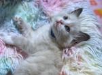 Thor - Ragdoll Kitten For Sale - Valley Spgs&comma; CA&comma; US