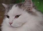 Rada perfect personality - Siberian Cat For Sale - New York&comma; NY&comma; US