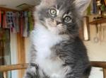 Leo - American Longhair Kitten For Sale - Alexandria&comma; VA&comma; US