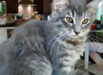 Talker Male Maine Coon - Maine Coon Kitten For Sale - 
