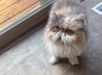 Daphne and Princess - Persian Cat For Sale - MN&comma; US