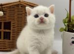 Blue eyed white Scottish Straight boy - Scottish Straight Kitten For Sale - Orlando&comma; FL&comma; US