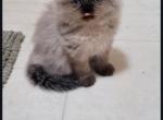 Ringo - Himalayan Kitten For Sale - IL&comma; US