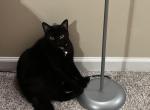 Peppa - Domestic Cat For Adoption - Charlotte&comma; NC&comma; US