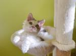 SK032 - Selkirk Rex Kitten For Sale - Los Angeles&comma; CA&comma; US