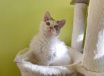 SK032 - Selkirk Rex Kitten For Sale - Los Angeles&comma; CA&comma; US