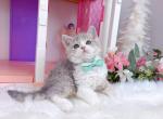 Sk033 - Selkirk Rex Kitten For Sale - Los Angeles&comma; CA&comma; US