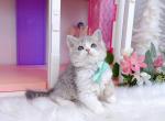 Sk033 - Selkirk Rex Kitten For Sale
