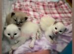 Lattes litter - Ragdoll Kitten For Sale - Mc Minnville&comma; TN&comma; US