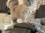 Bunny - Ragdoll Cat For Sale/Retired Breeding - 