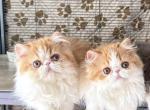 Key - Persian Kitten For Sale - Lawrenceville&comma; GA&comma; US