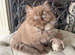 Candy - British Shorthair Kitten For Sale - 