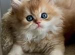 Mandy - British Shorthair Kitten For Sale - 