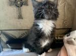 Black smoke - Maine Coon Kitten For Sale - Elkland&comma; MO&comma; US