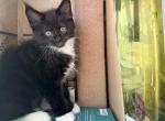 Black white - Maine Coon Kitten For Sale - Elkland&comma; MO&comma; US