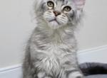 Valkyrie - Maine Coon Kitten For Sale - Charlotte&comma; NC&comma; US