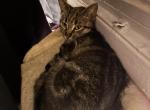 Grey - Colorpoint Shorthair Cat For Sale - Berwyn&comma; IL&comma; US