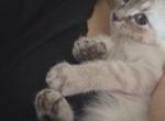 Angel - Siamese Kitten For Sale - Monroe&comma; WI&comma; US