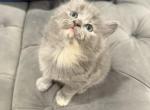 Bella - Persian Kitten For Sale - Cleveland&comma; OH&comma; US