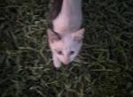 Hood Cats - Colorpoint Shorthair Kitten For Adoption - Arlington&comma; TX&comma; US