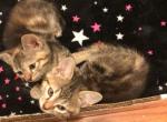 Pretty bugs - Bengal Kitten For Sale - Nottingham&comma; MD&comma; US