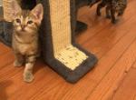 Pretty bugs - Bengal Kitten For Sale - Nottingham&comma; MD&comma; US