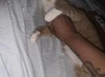 Roscoe - Domestic Cat For Adoption - Columbia&comma; SC&comma; US