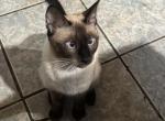 Kitten - Siamese Kitten For Sale - Middletown&comma; CT&comma; US