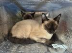 Dior kitties - Siamese Kitten For Sale - Middletown&comma; CT&comma; US