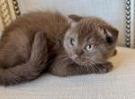 Older Scottish Fold Chocolate Female - Scottish Fold Kitten For Sale - Orlando&comma; FL&comma; US