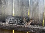 Oleopto3 - Bengal Kitten For Sale - Oklahoma City&comma; OK&comma; US