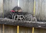 Oleopt1 - Bengal Kitten For Sale - Oklahoma City&comma; OK&comma; US