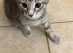 Kitty - Domestic Kitten For Adoption - Clermont&comma; FL&comma; US