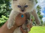 Kitten 1 Blue - Ragdoll Kitten For Sale - 
