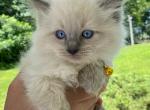 Kitten 2 Yellow - Ragdoll Kitten For Sale - Havre De Grace&comma; MD&comma; US
