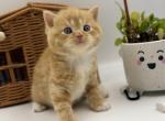 Blue Eyed Orange Scottish Straight Male - Scottish Straight Kitten For Sale - Orlando&comma; FL&comma; US