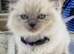Kitten 3 Purple - Ragdoll Kitten For Sale - 