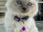Kitten 3 Purple - Ragdoll Kitten For Sale - Havre De Grace&comma; MD&comma; US