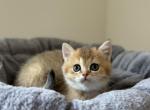 Thomas - British Shorthair Kitten For Sale - Pendergrass&comma; GA&comma; US