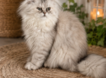 coco - Persian Kitten For Sale - 